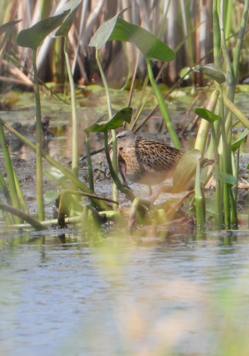 Short-billed Dowitcher - ML608525889