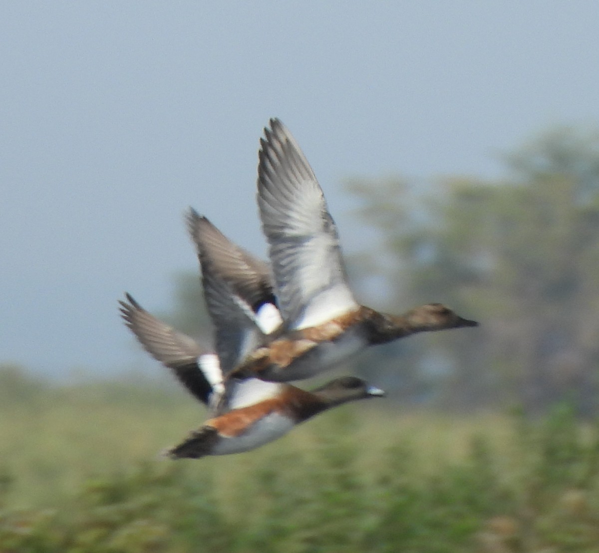 Gadwall - ML608525957