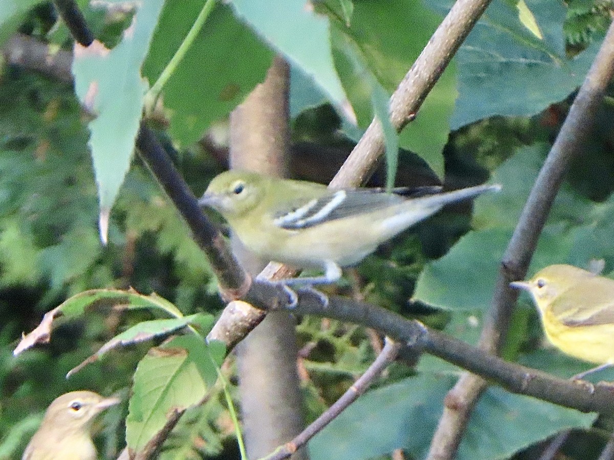 Bay-breasted Warbler - ML608525967