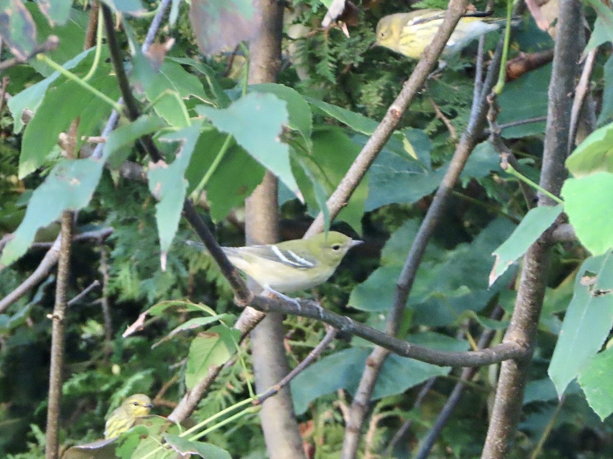 Bay-breasted Warbler - ML608525968