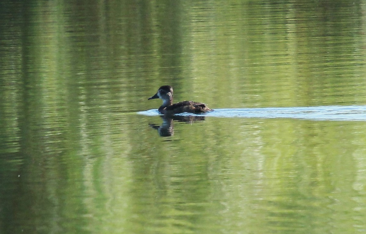 Ring-necked Duck - ML608526044