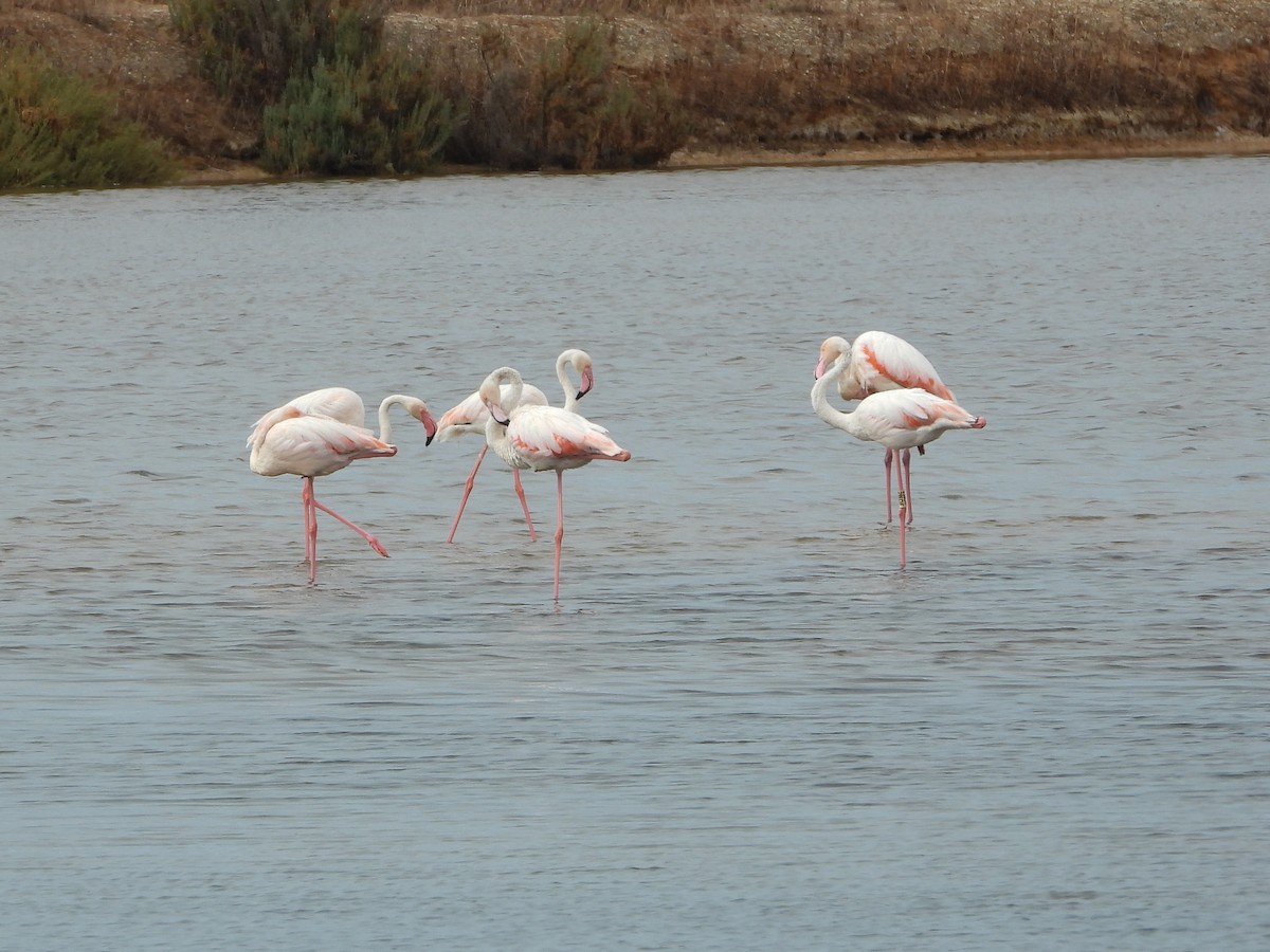 Greater Flamingo - ML608526069