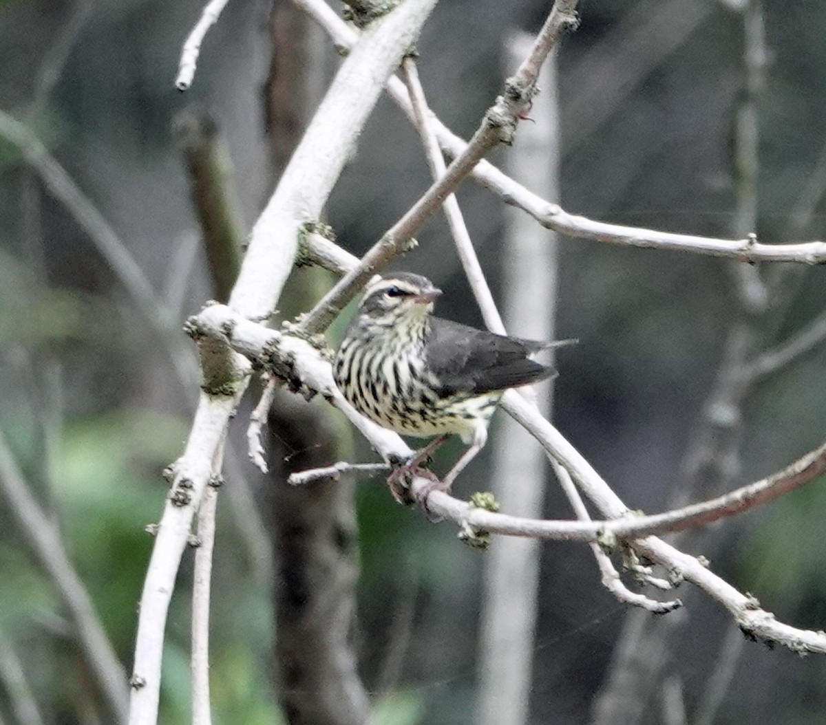 Northern Waterthrush - ML608526100