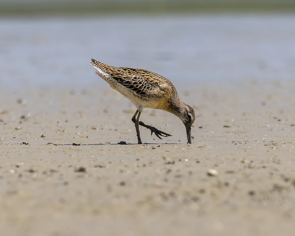 Short-billed Dowitcher - ML608526146