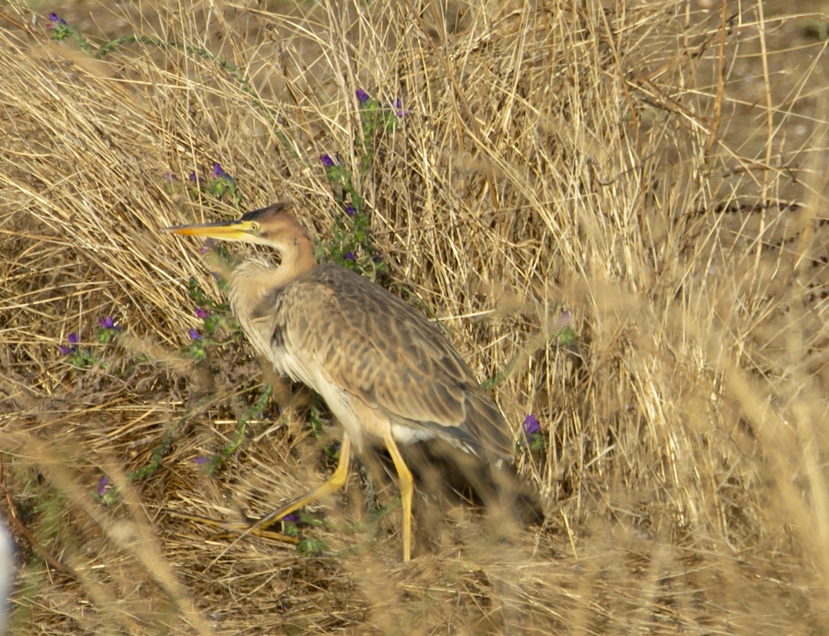 Purple Heron - Angel  Gonzalez Mendoza