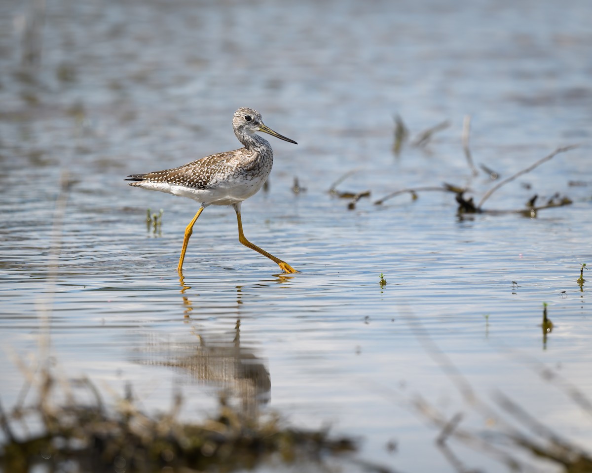 Greater Yellowlegs - ML608526272