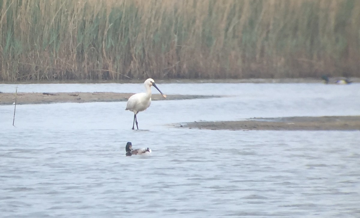 Eurasian Spoonbill - ML608526317