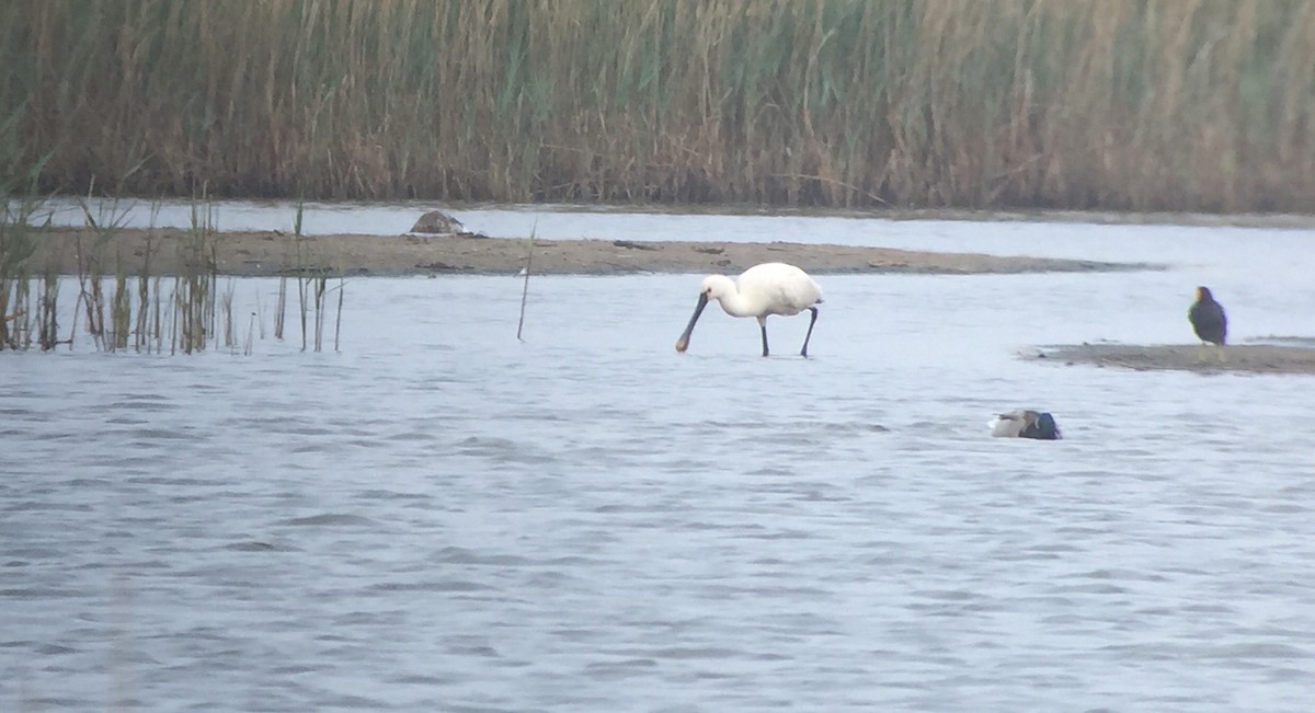 Eurasian Spoonbill - ML608526318