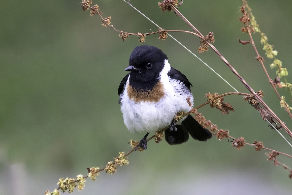 African Stonechat - ML608526321