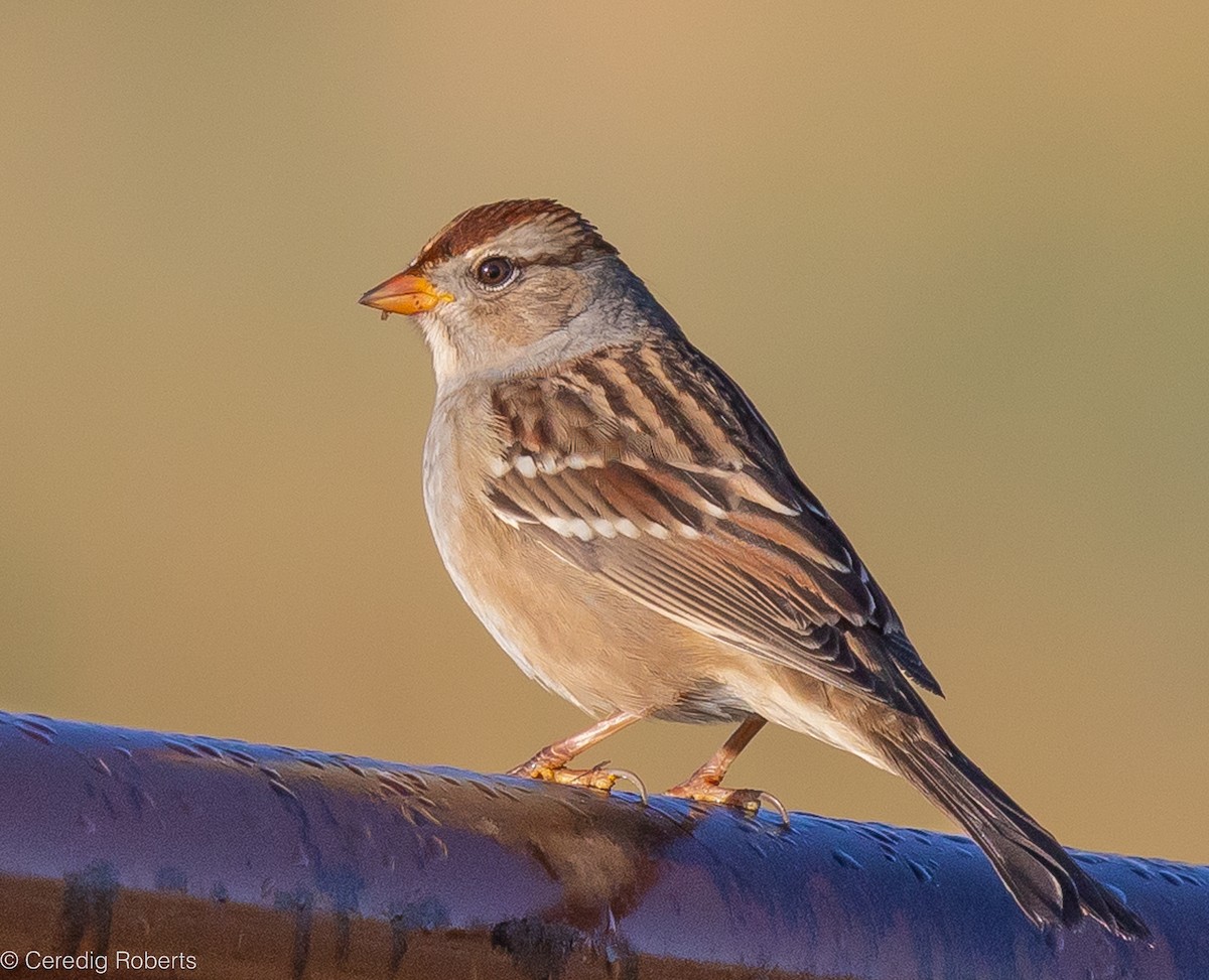 White-crowned Sparrow - Ceredig  Roberts