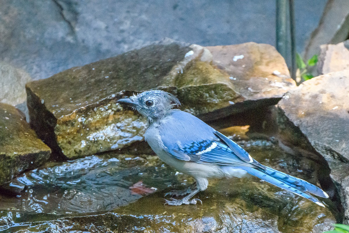 Blue Jay - ML608526418