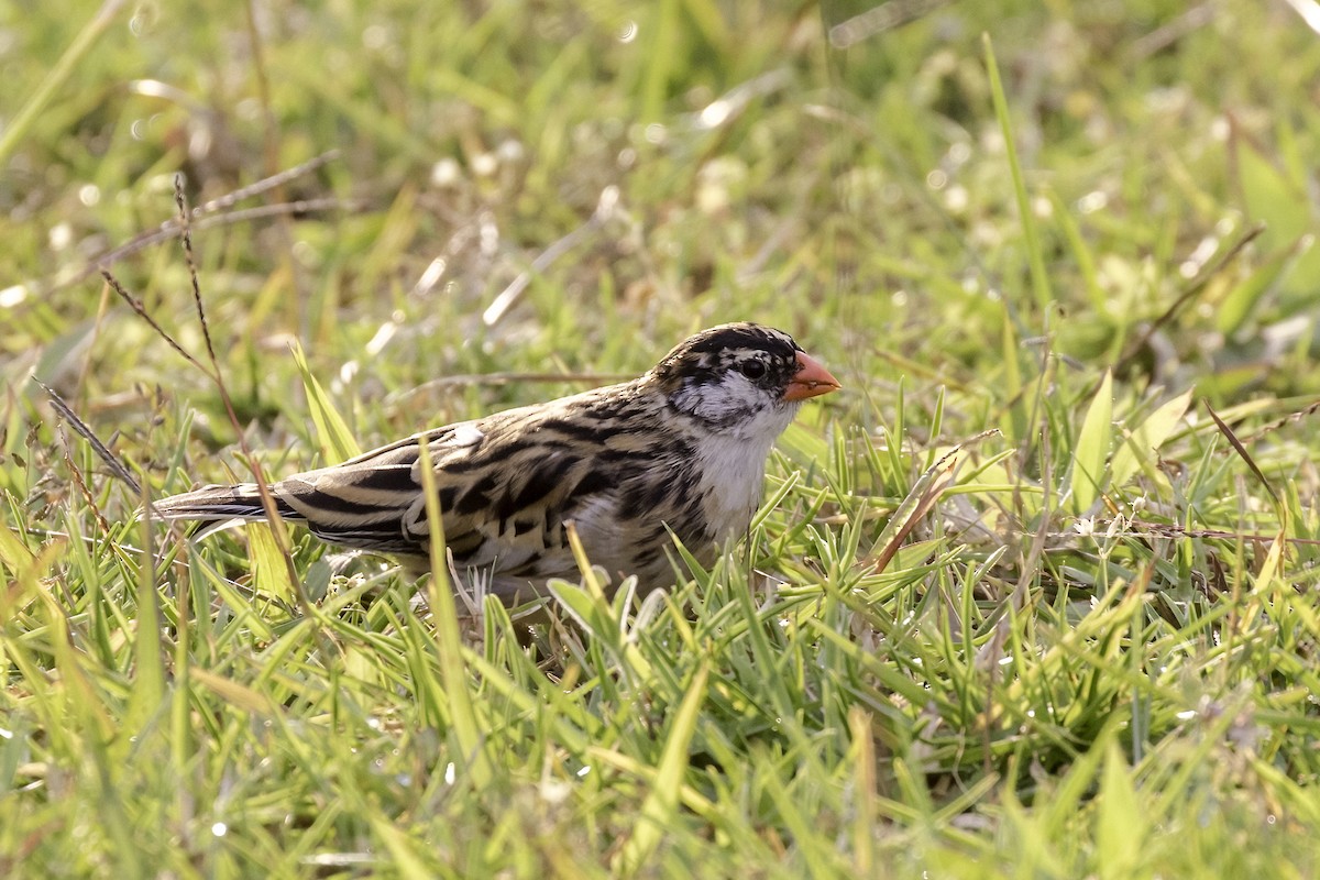 Pin-tailed Whydah - ML608526424