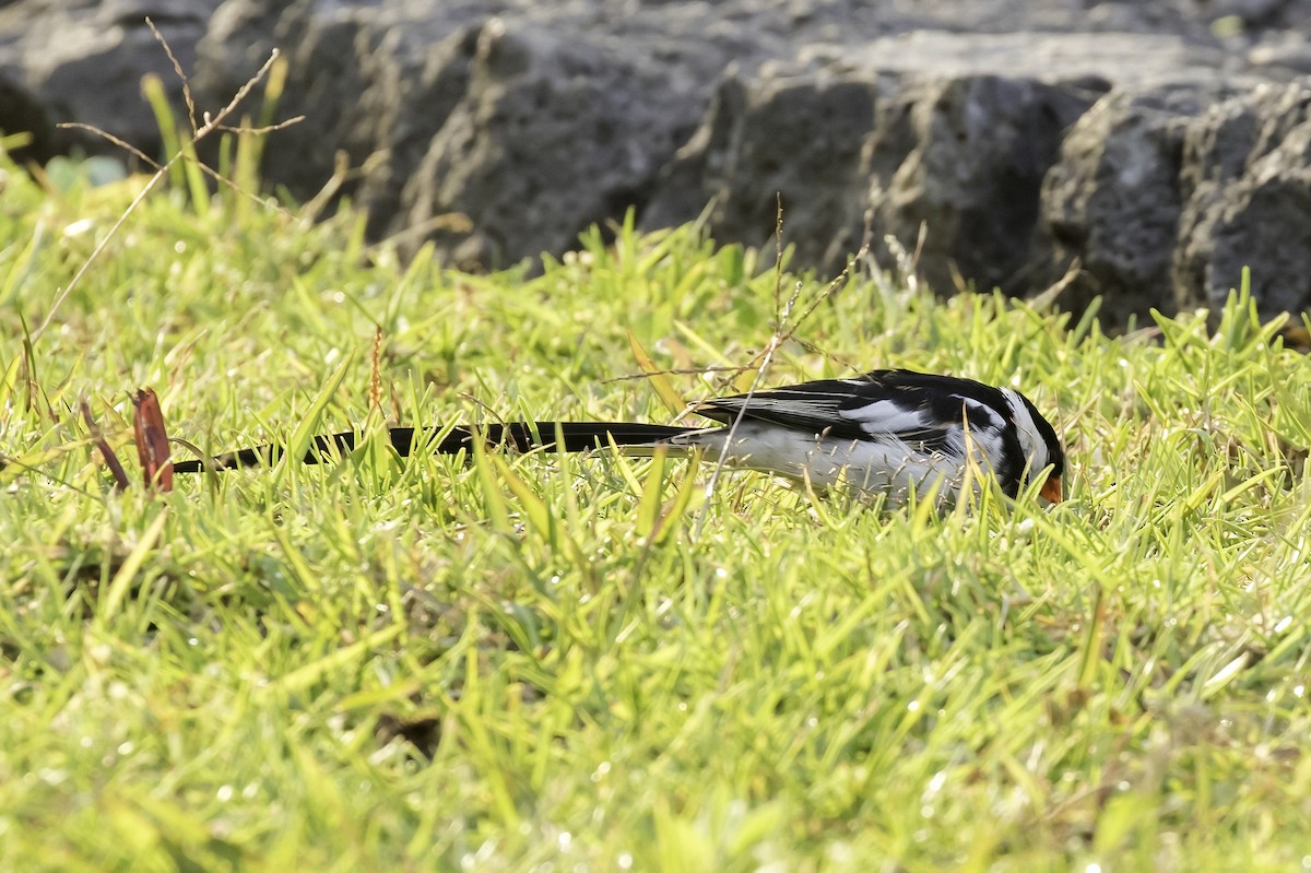 Pin-tailed Whydah - ML608526425
