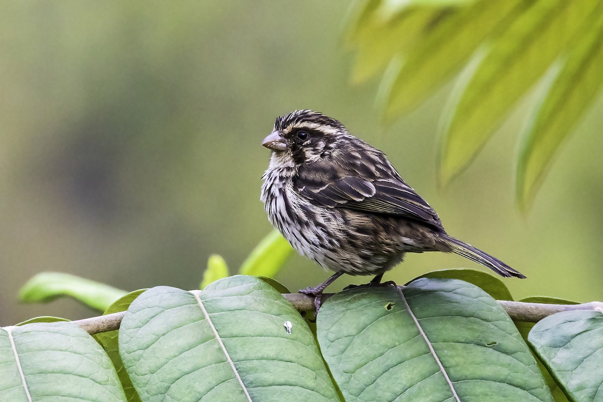 Streaky Seedeater - ML608526427