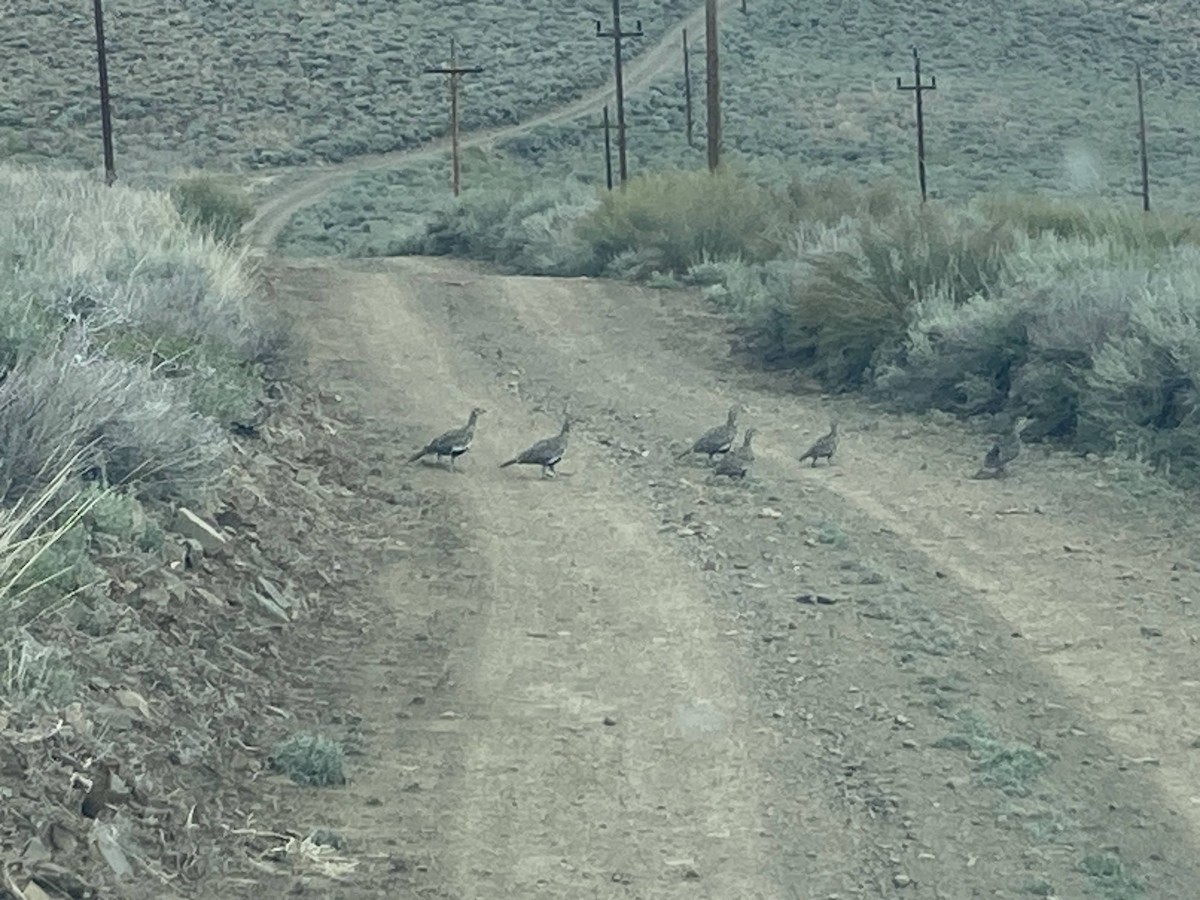 Greater Sage-Grouse - ML608526437