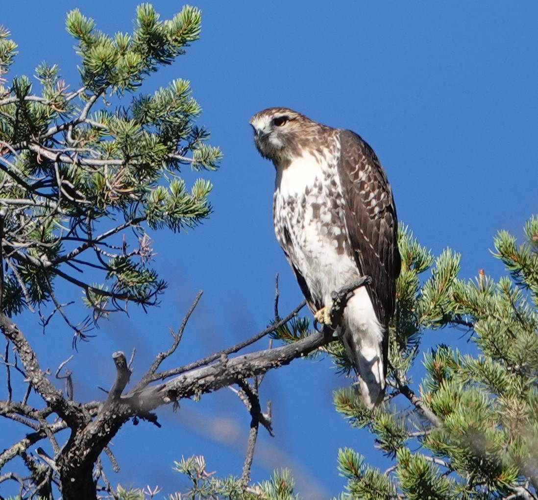 Red-tailed Hawk - ML608526554
