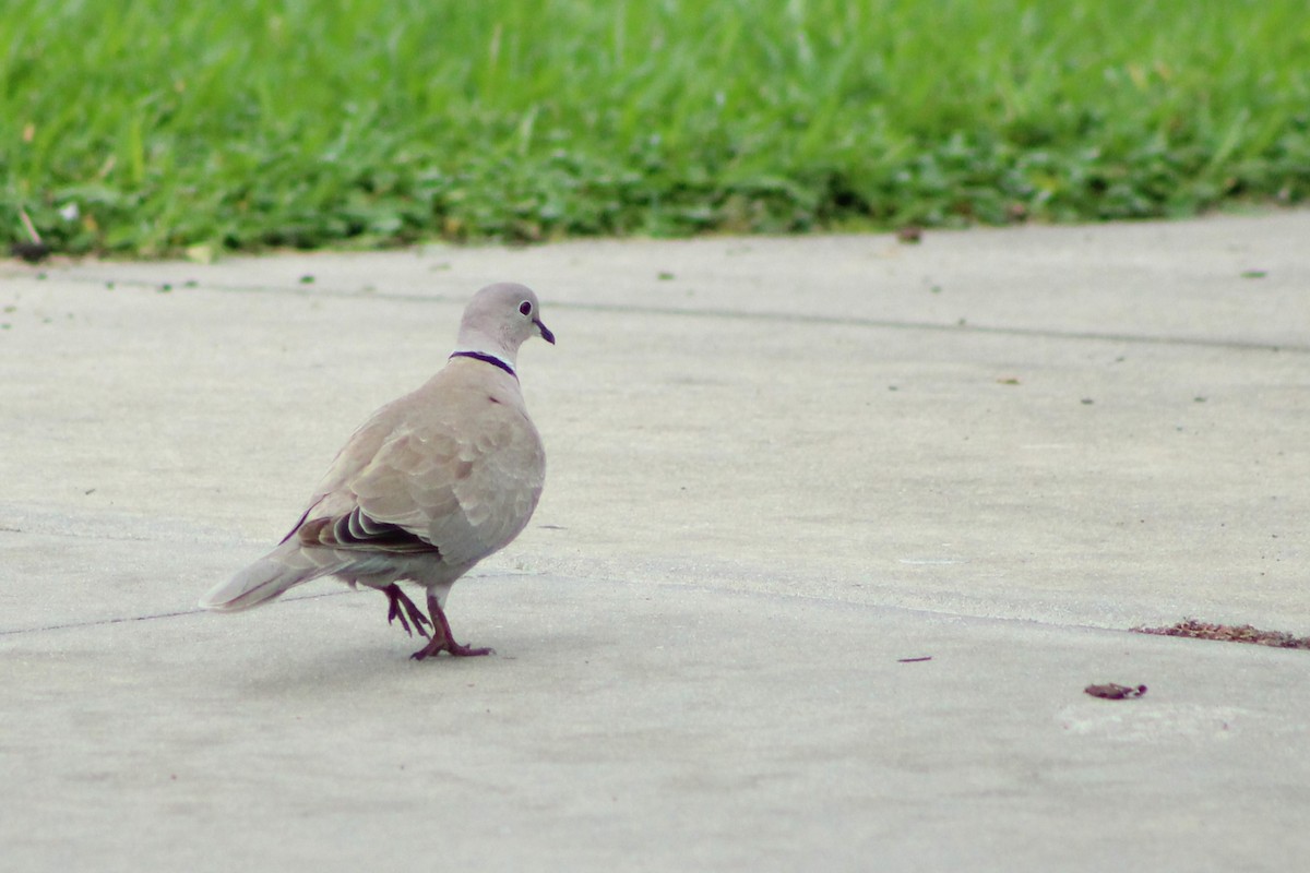 Eurasian Collared-Dove - ML608526651