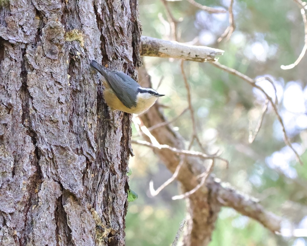 Red-breasted Nuthatch - ML608526759