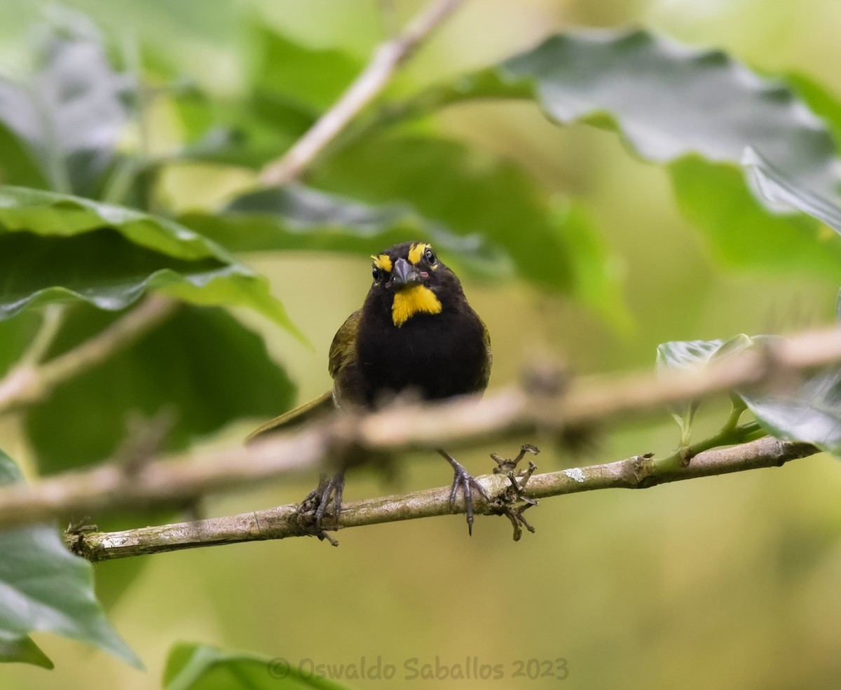 Yellow-faced Grassquit - ML608526840