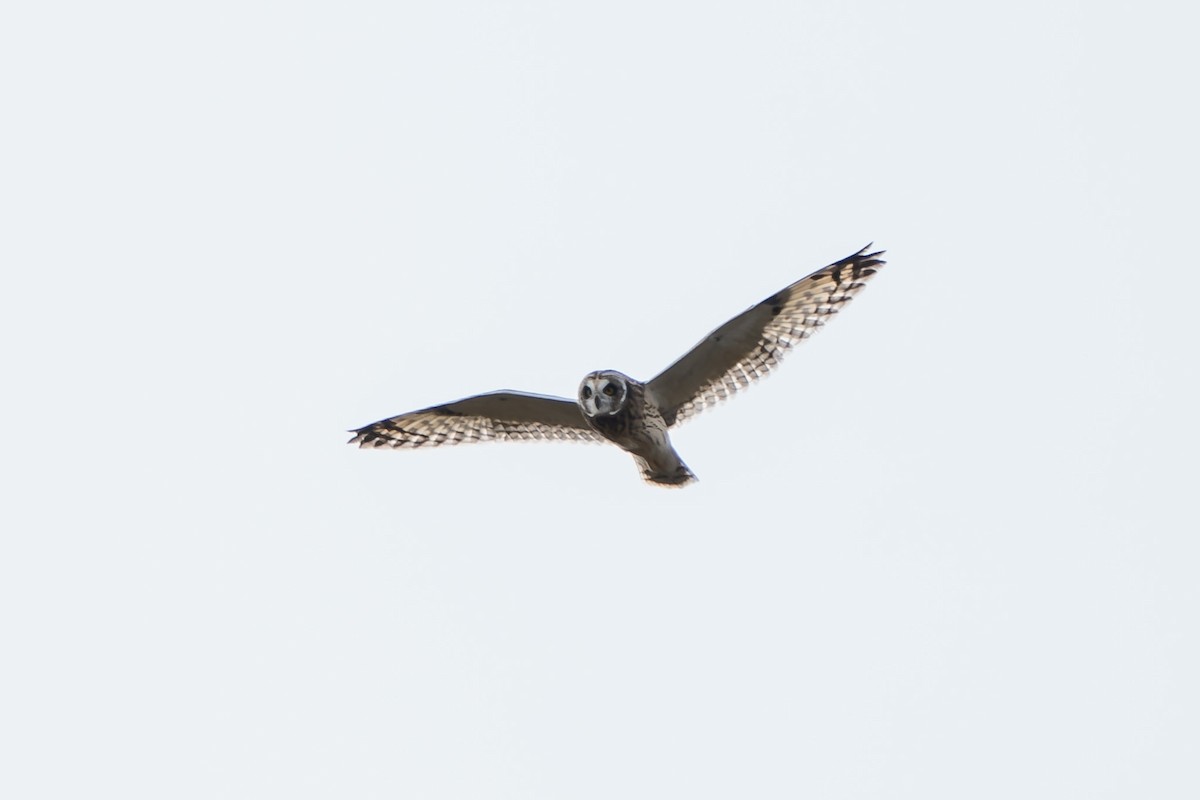 Short-eared Owl - ML608526928