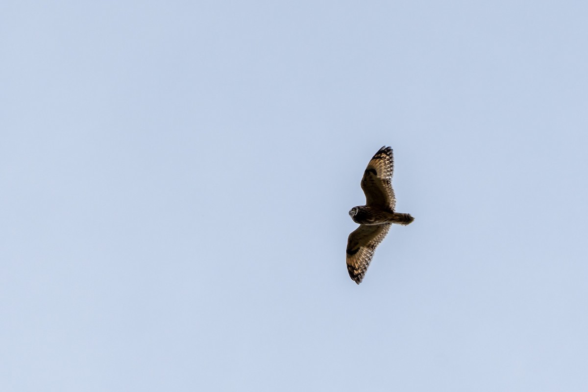 Short-eared Owl - ML608526929