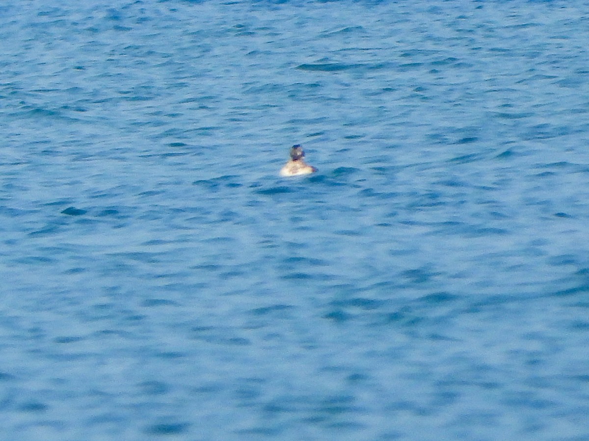 Long-tailed Duck - ML608526941