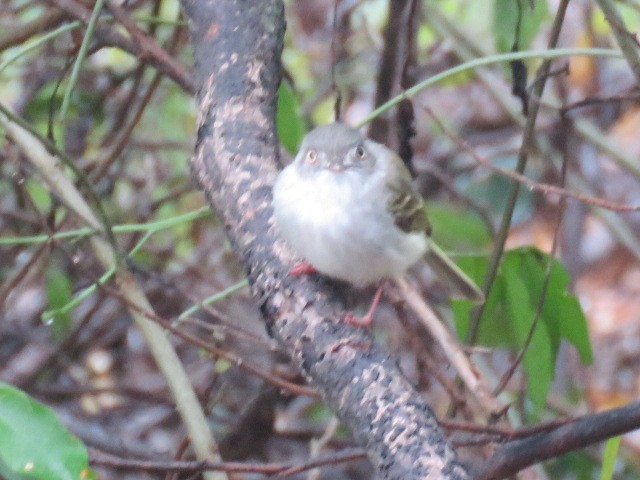 Pearly-vented Tody-Tyrant - Miguel  C