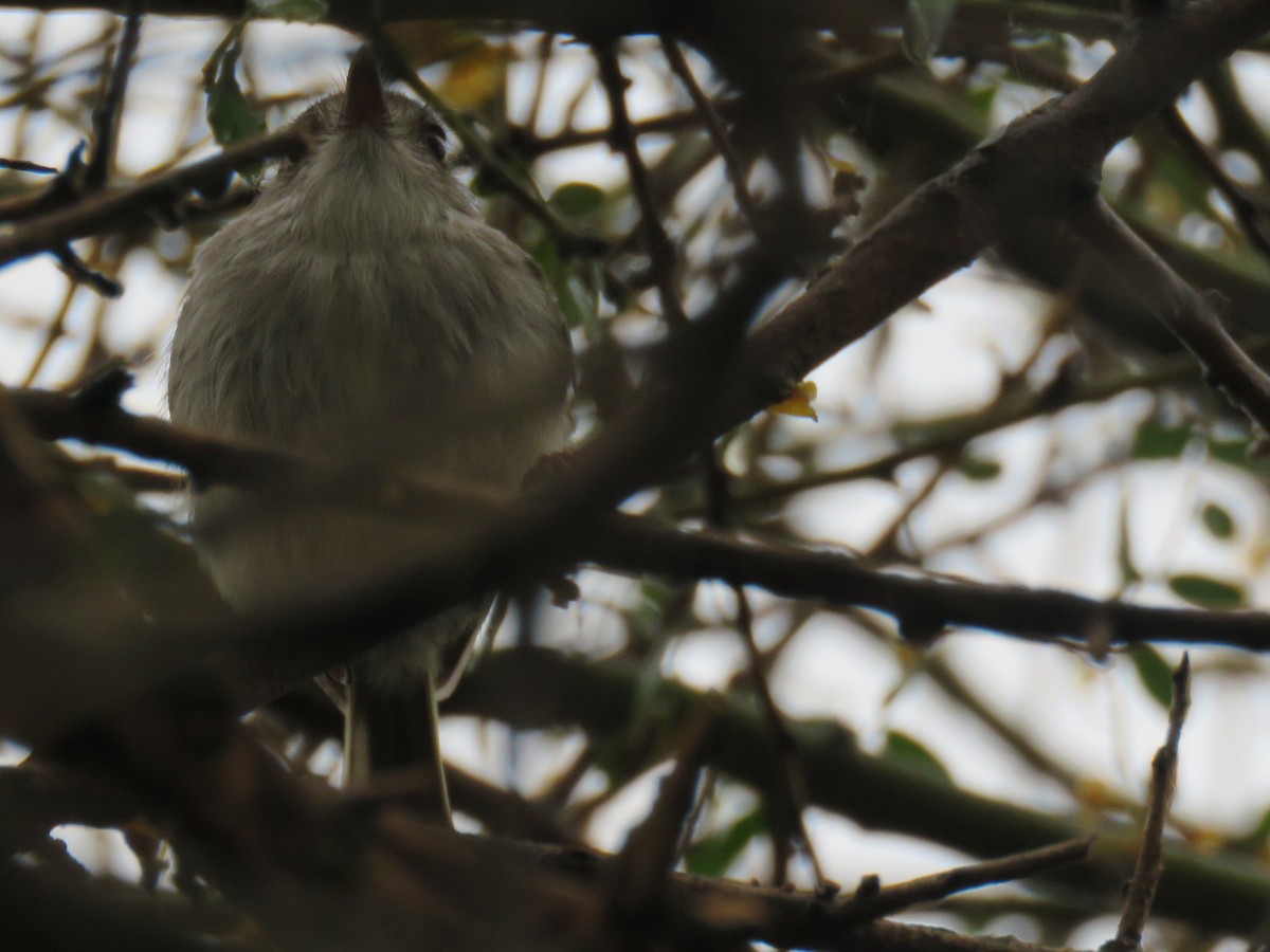 Pearly-vented Tody-Tyrant - ML608526949