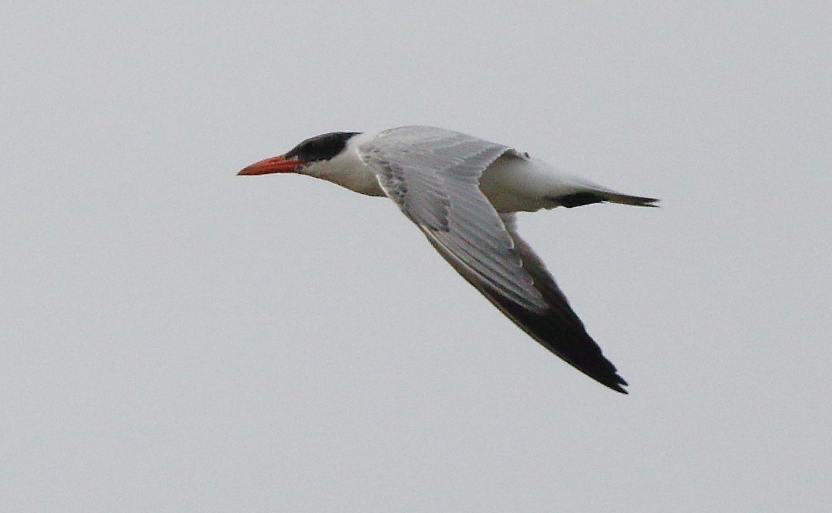 Caspian Tern - ML608526990