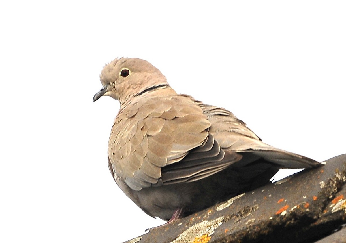 Eurasian Collared-Dove - ML608527016