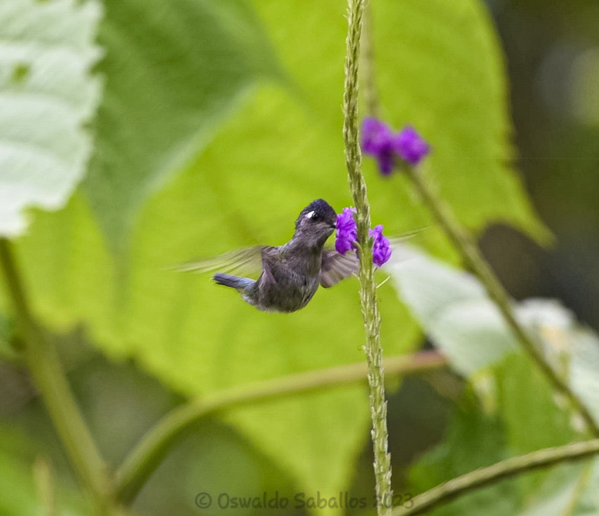 Violet-headed Hummingbird - ML608527022