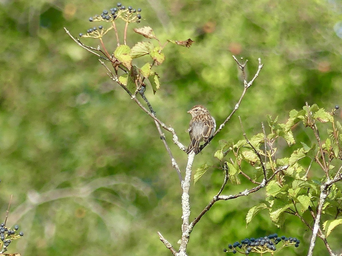 Chipping Sparrow - ML608527098