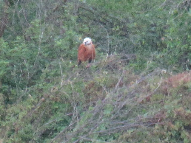 Black-collared Hawk - ML608527112