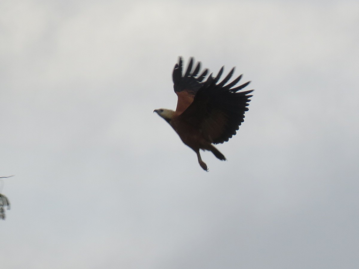 Black-collared Hawk - ML608527113