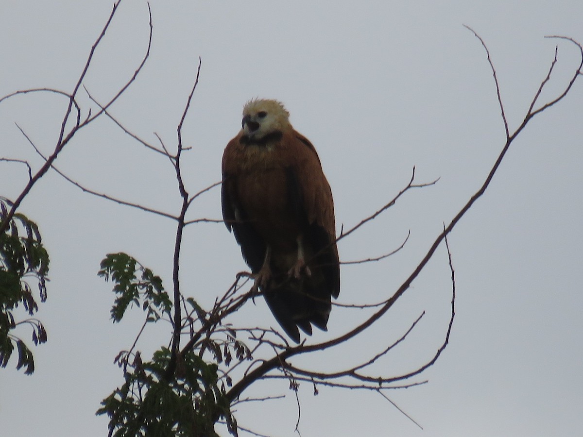 Black-collared Hawk - ML608527117