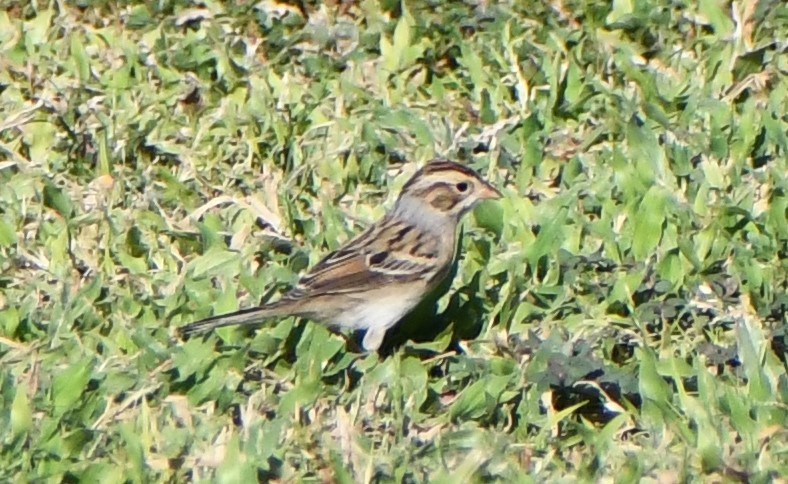 Clay-colored Sparrow - Tad Lamb