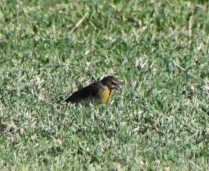 Dickcissel - ML608527340