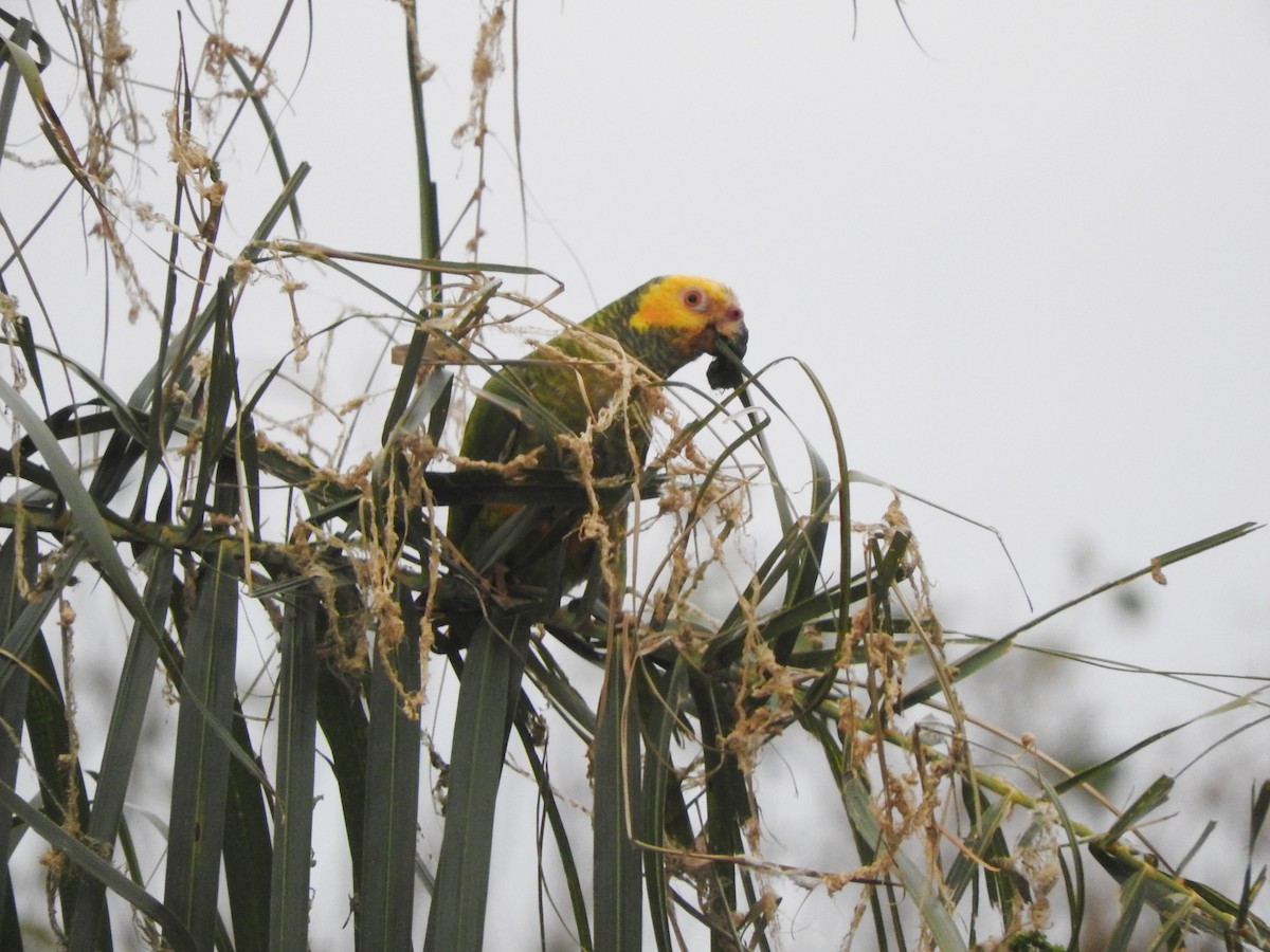 Yellow-faced Parrot - ML608527361