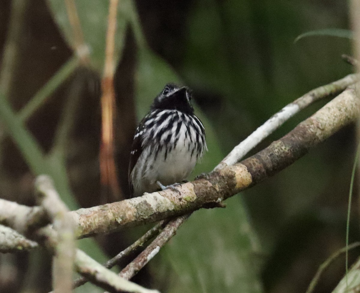 Dot-backed Antbird - ML608527390