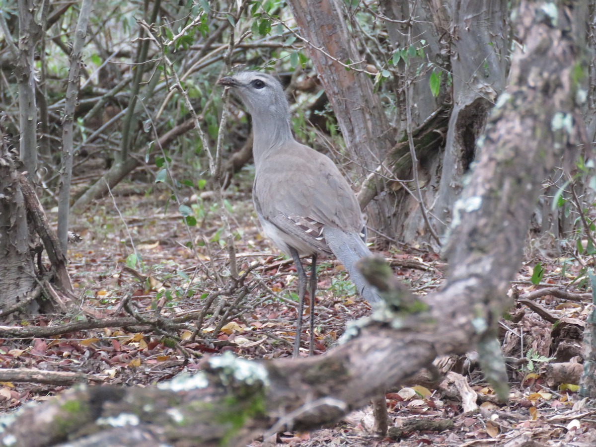 Black-legged Seriema - Miguel  C