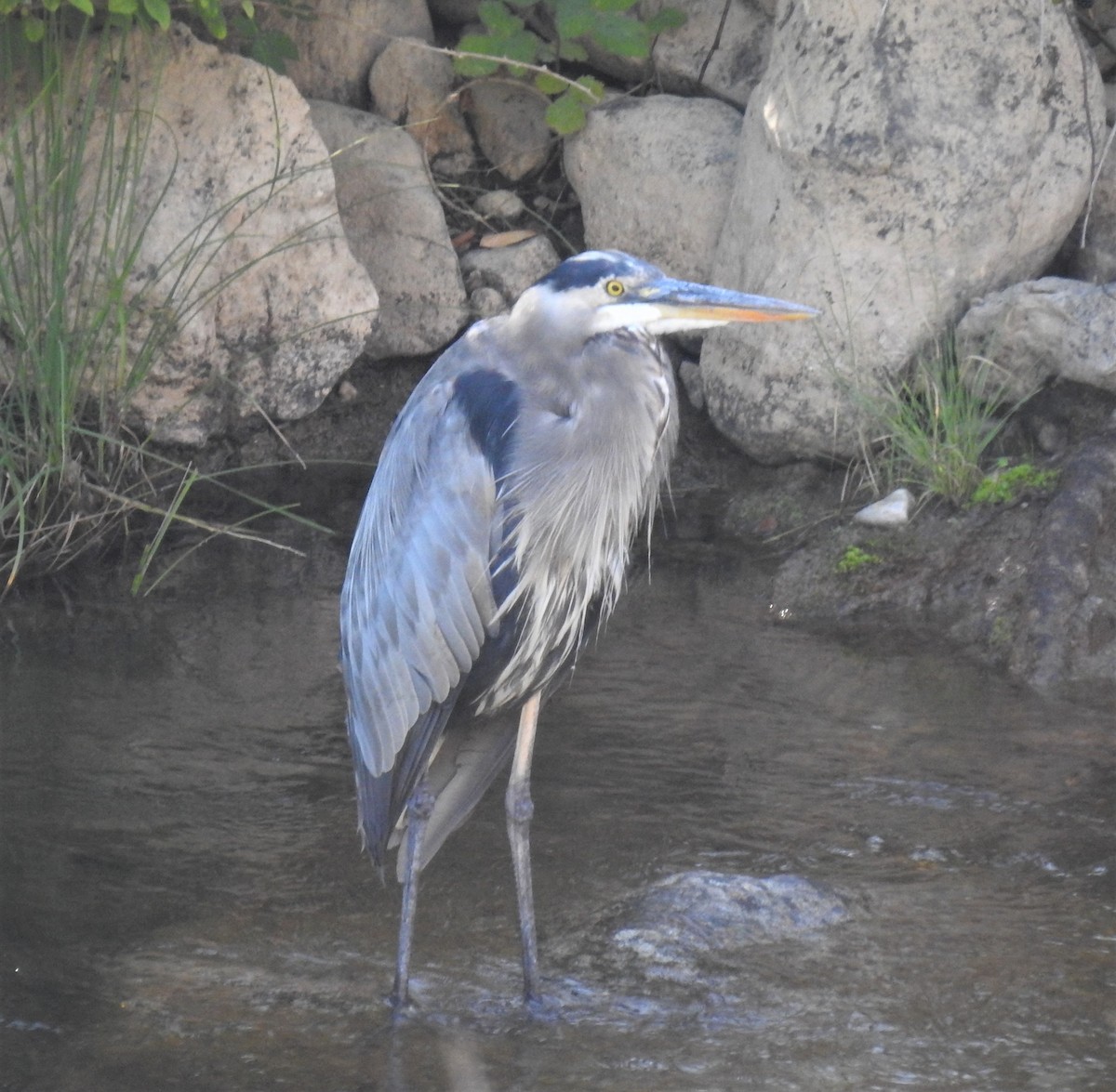 Great Blue Heron - ML608527407