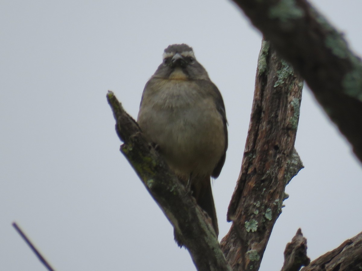 Pepitero Grisáceo del Amazonas - ML608527522