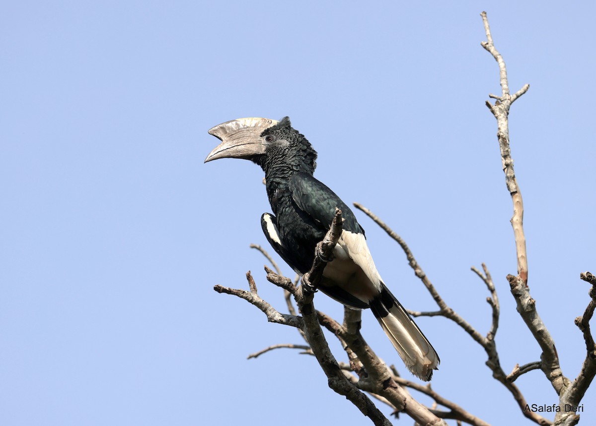 Black-and-white-casqued Hornbill - ML608527571