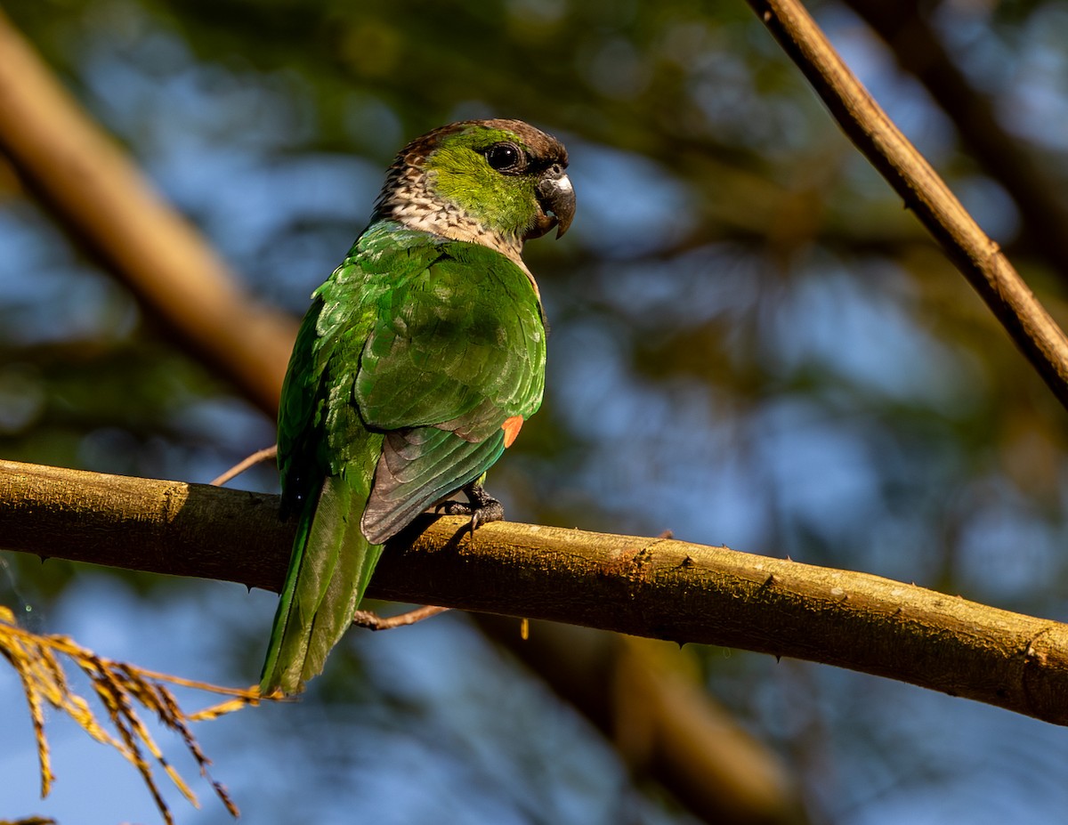 Black-capped Parakeet - ML608527622