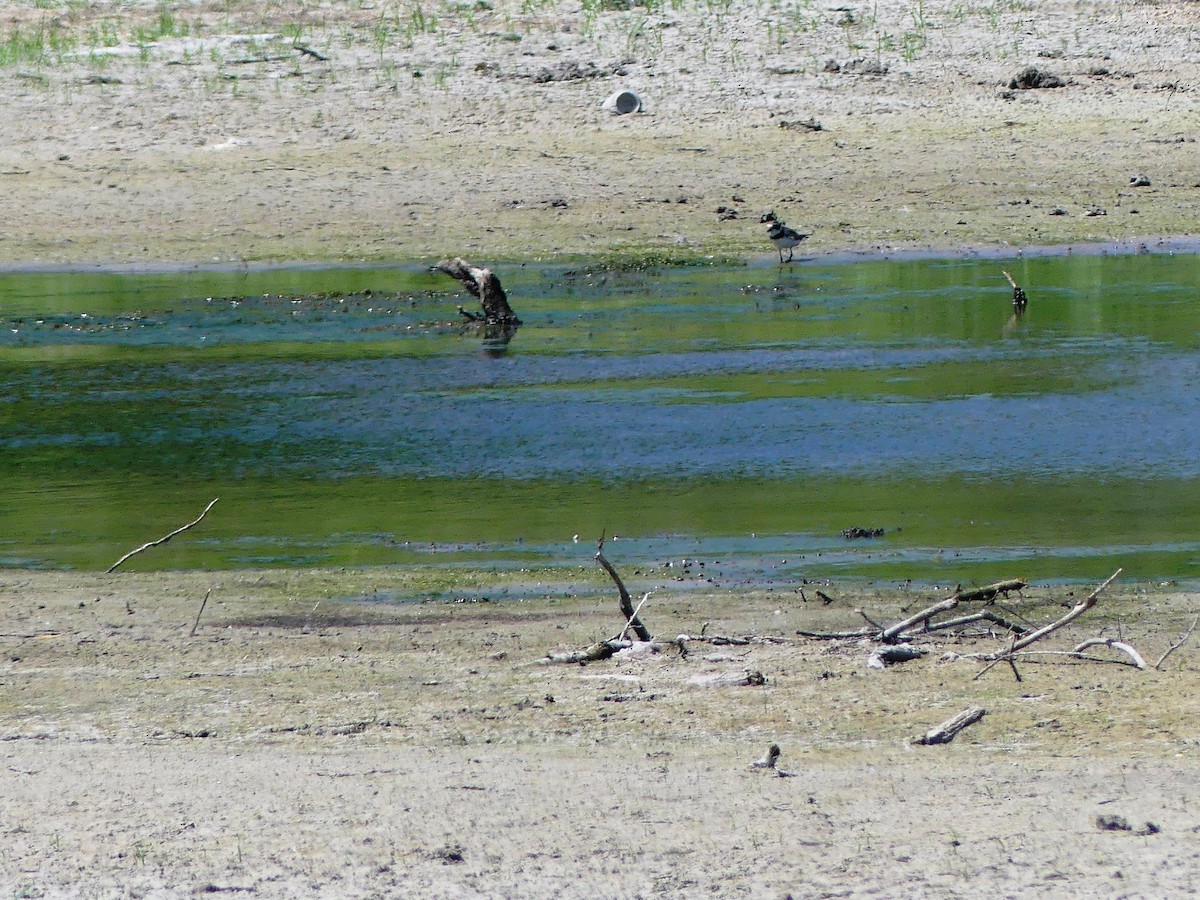 Semipalmated Plover - ML608527734