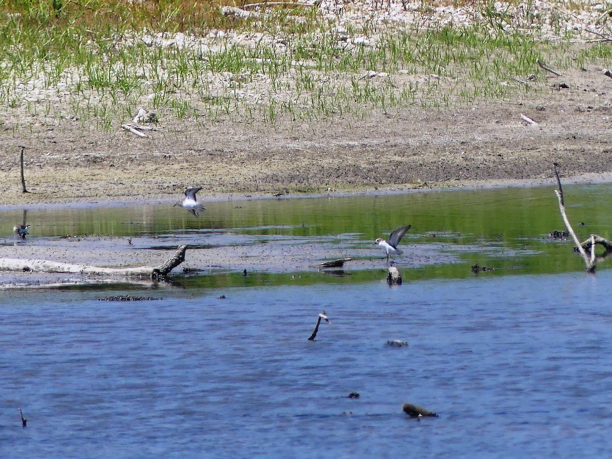 Semipalmated Sandpiper - ML608527747