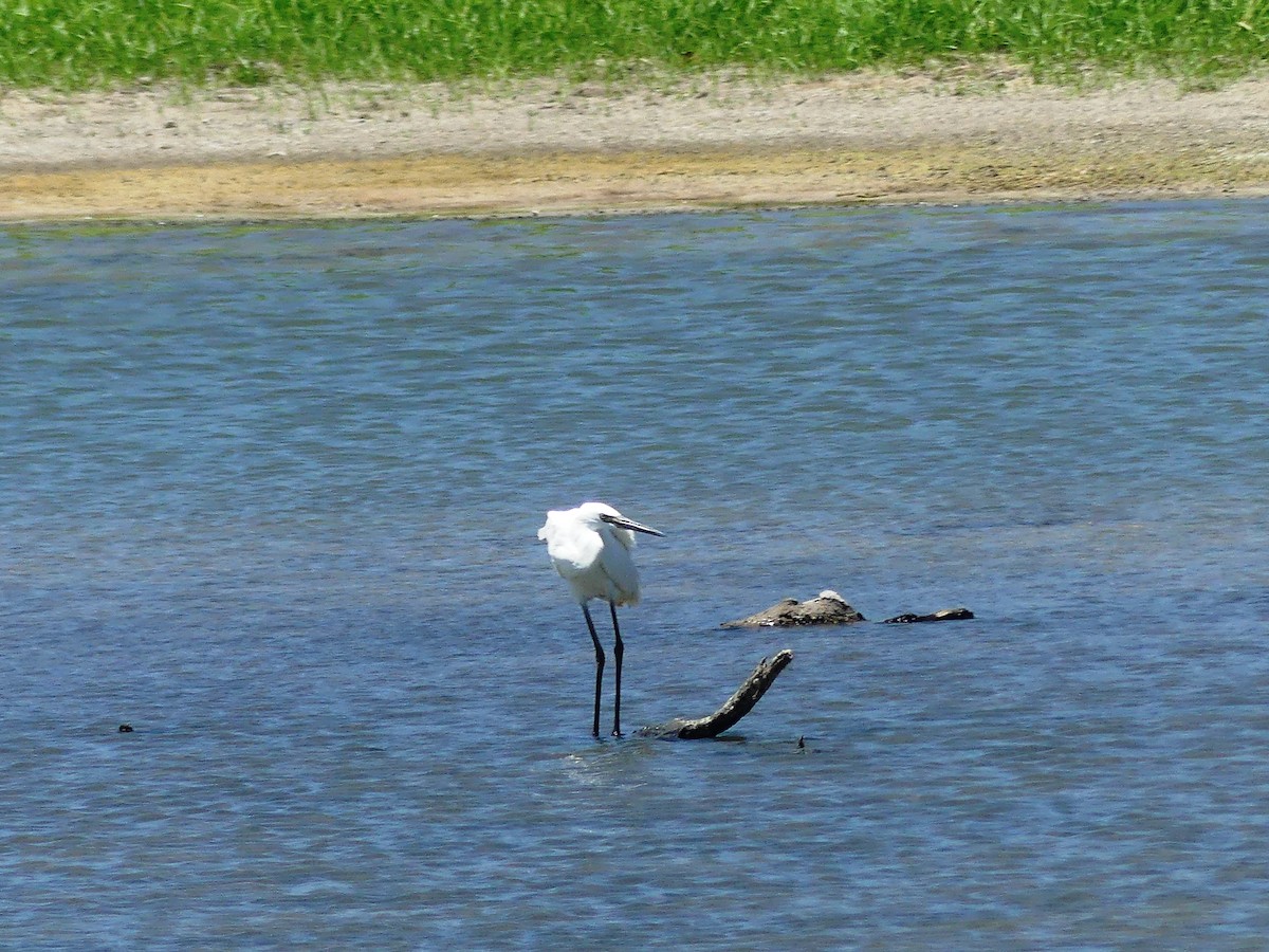 Reddish Egret - ML608527755