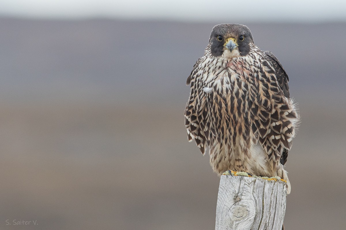 Peregrine Falcon (South American) - Sebastián Saiter Villagrán