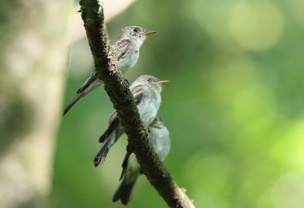 Eastern Wood-Pewee - ML608527837