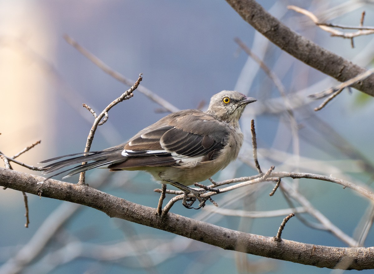 Northern Mockingbird - ML608527867